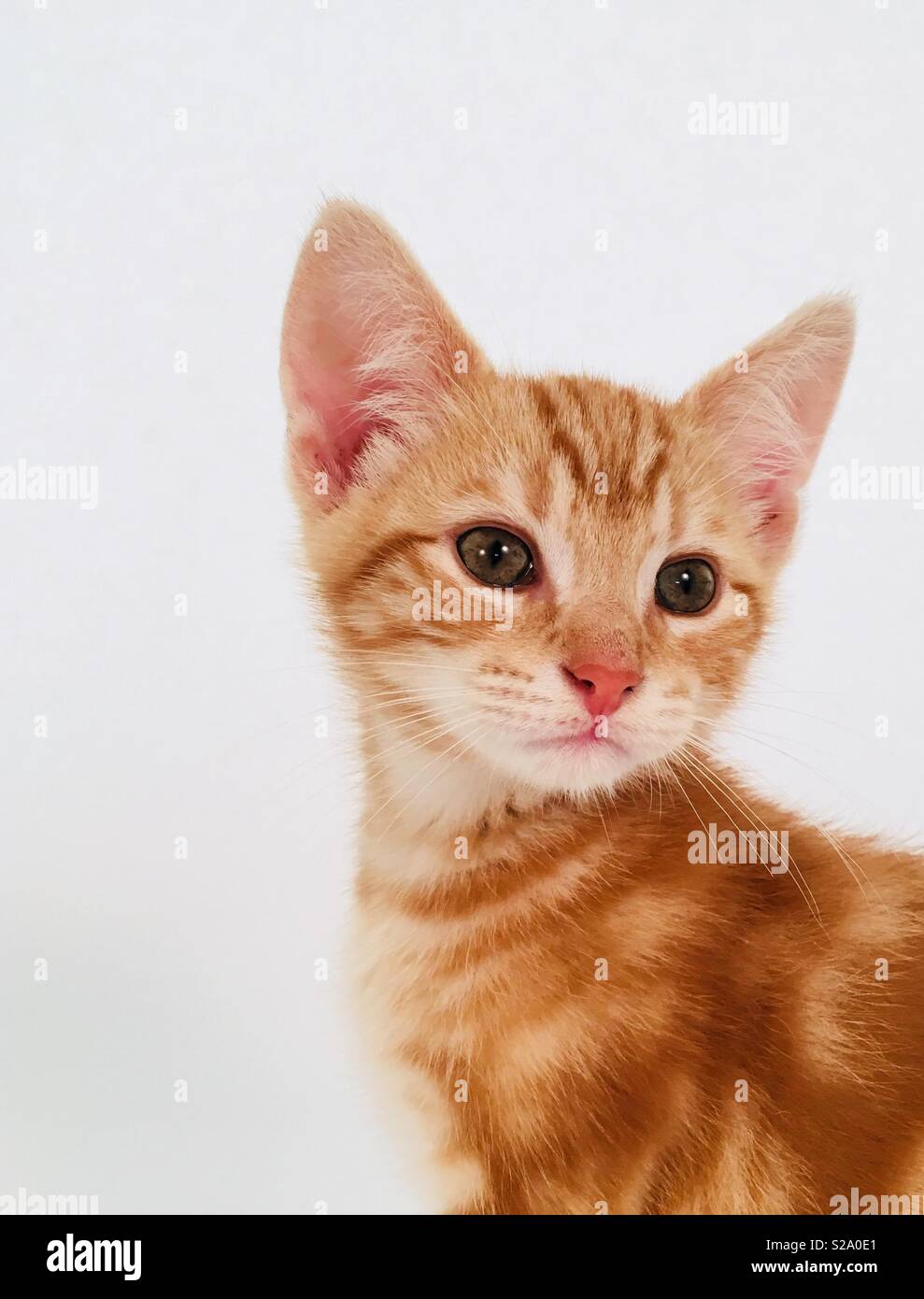 11 week old ginger tabby cat kitten Stock Photo - Alamy