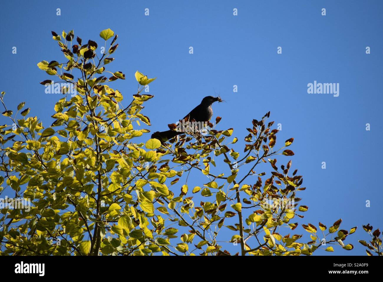 Bird in a tree with a snack Stock Photo