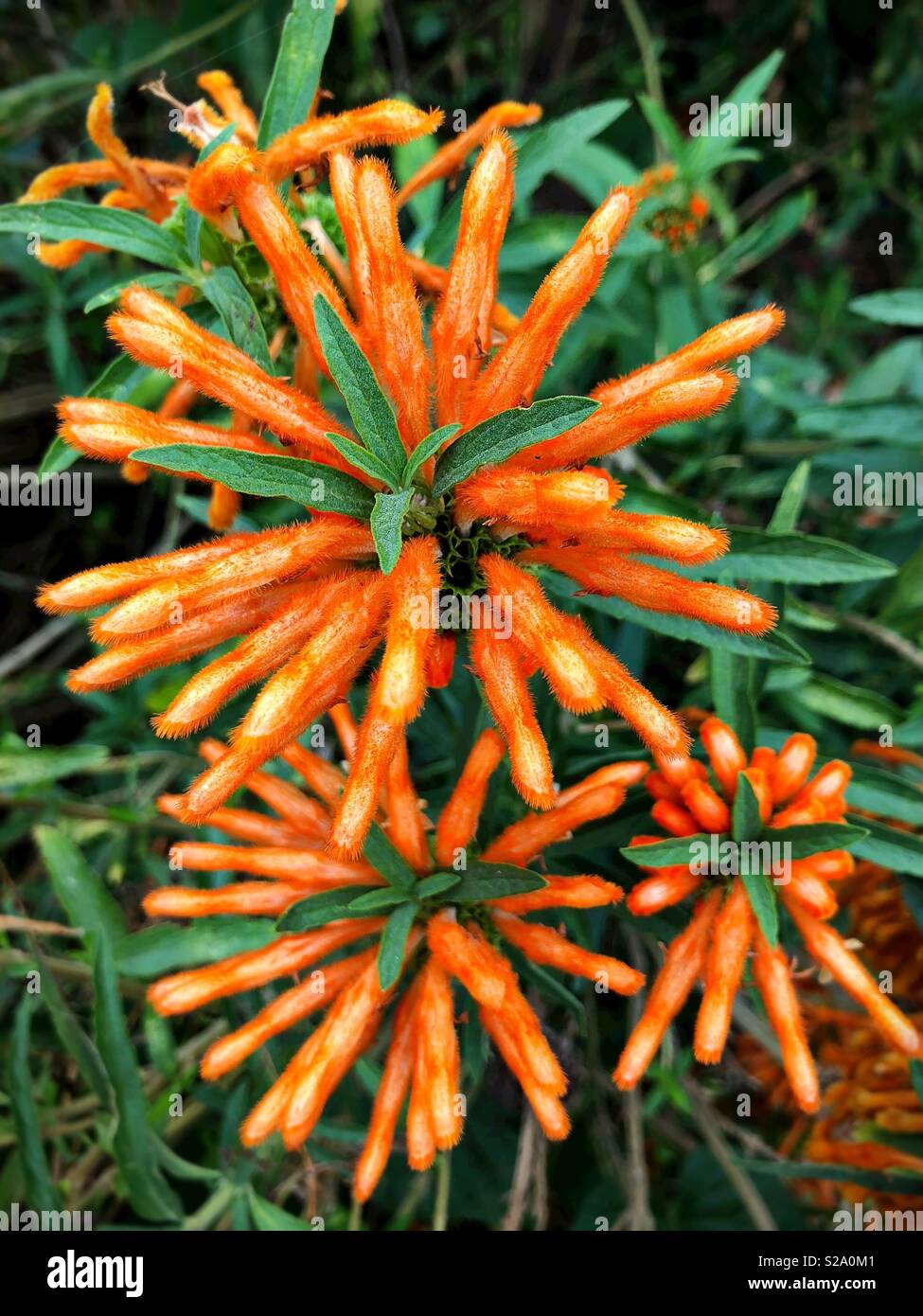 Close up of wild dagga flowers. Stock Photo