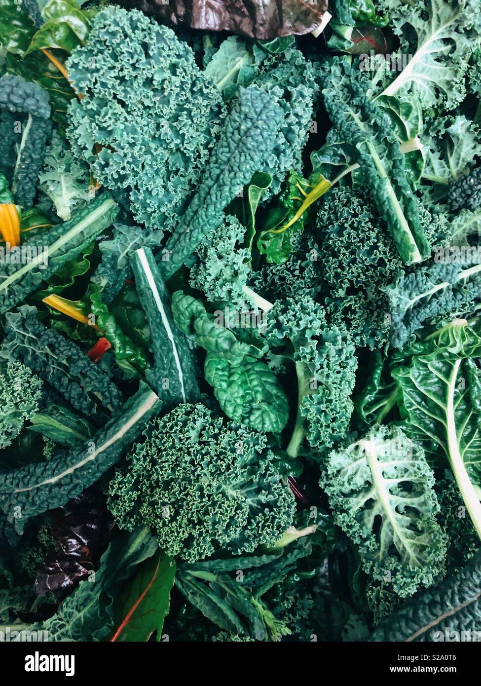 Mixed kale and silver beet Stock Photo Alamy