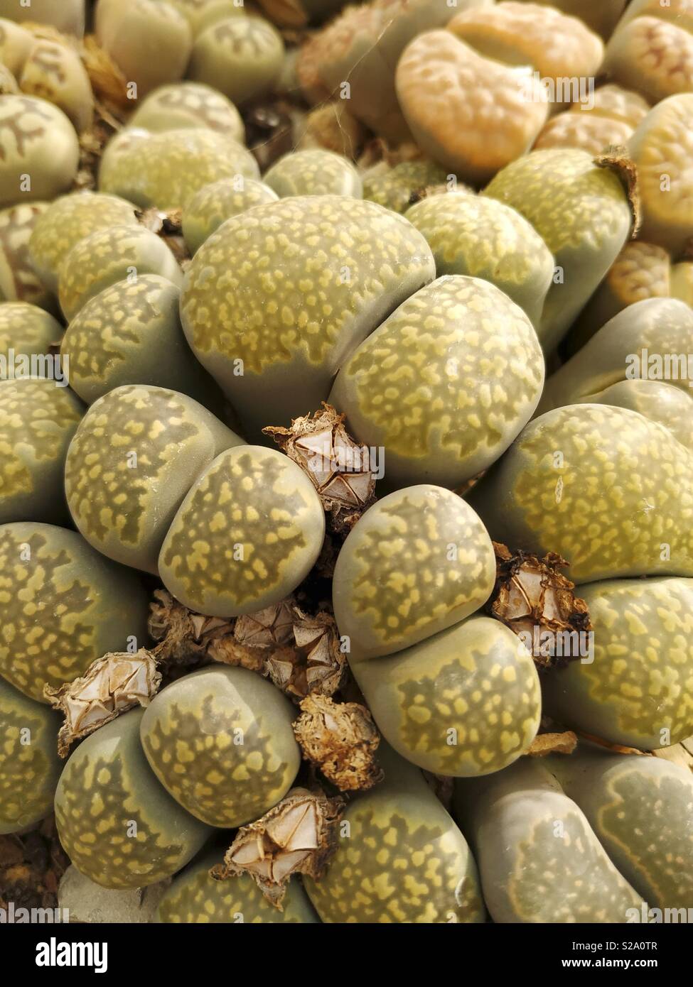 Stoneplants. Lithops sp. Stock Photo