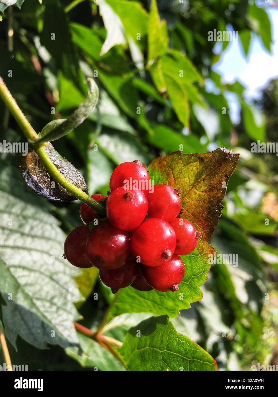 Cotoneaster berries Stock Photo