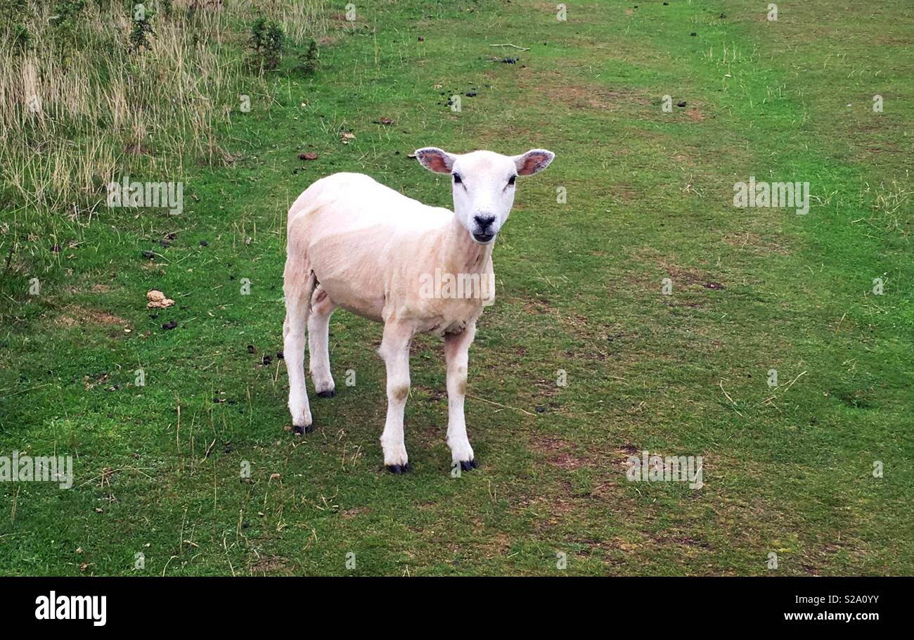Sheared sheep hi-res stock photography and images - Alamy