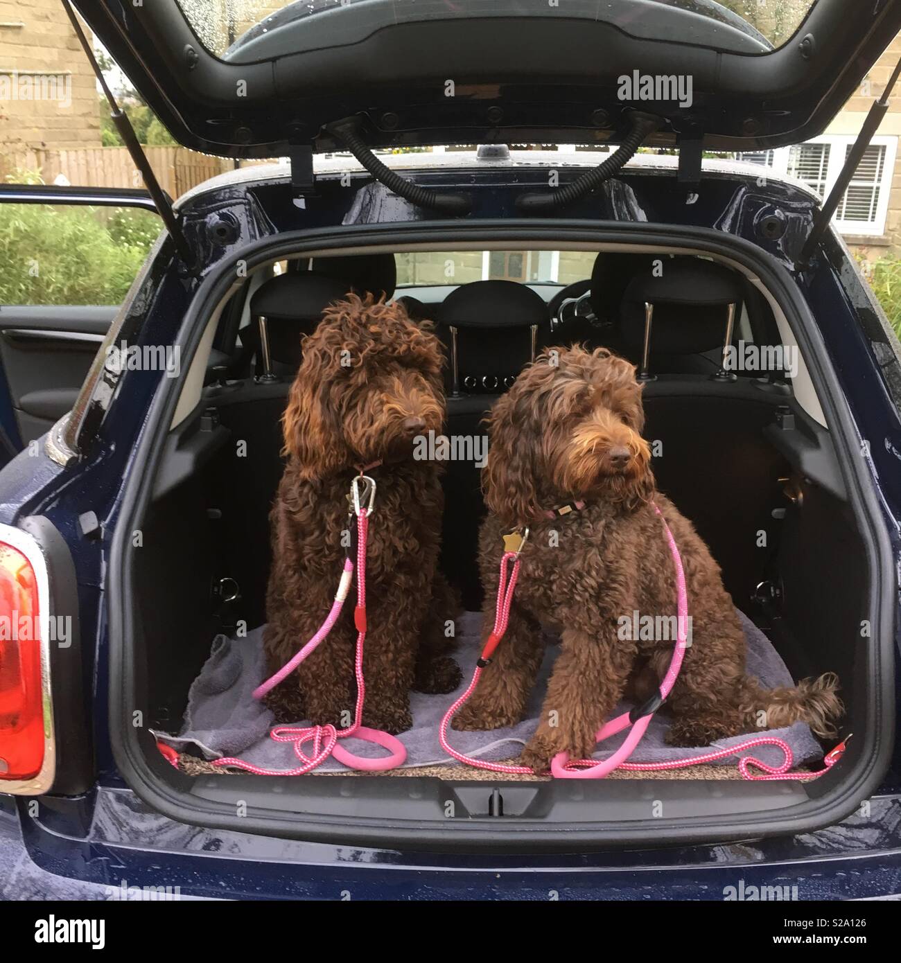 Labradoodles hires stock photography and images Alamy