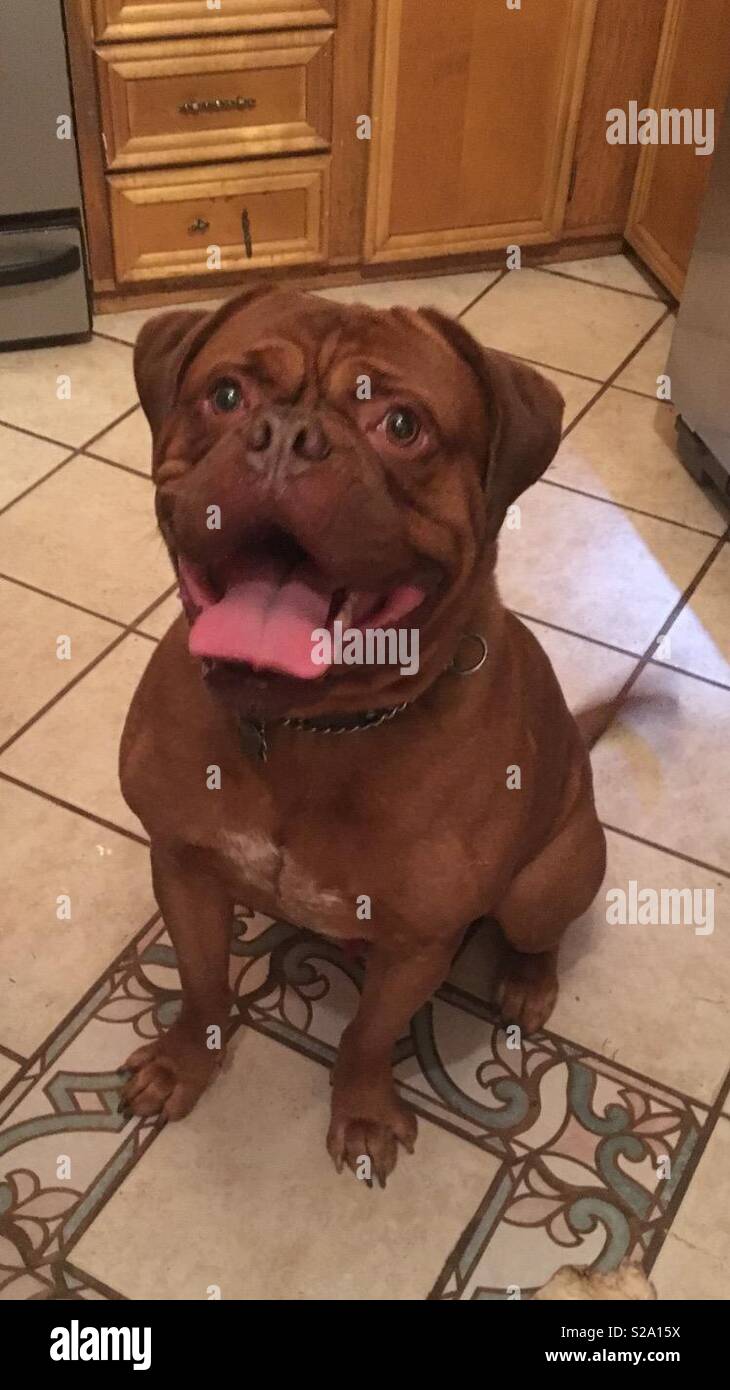 French Mastiff Stock Photo Alamy