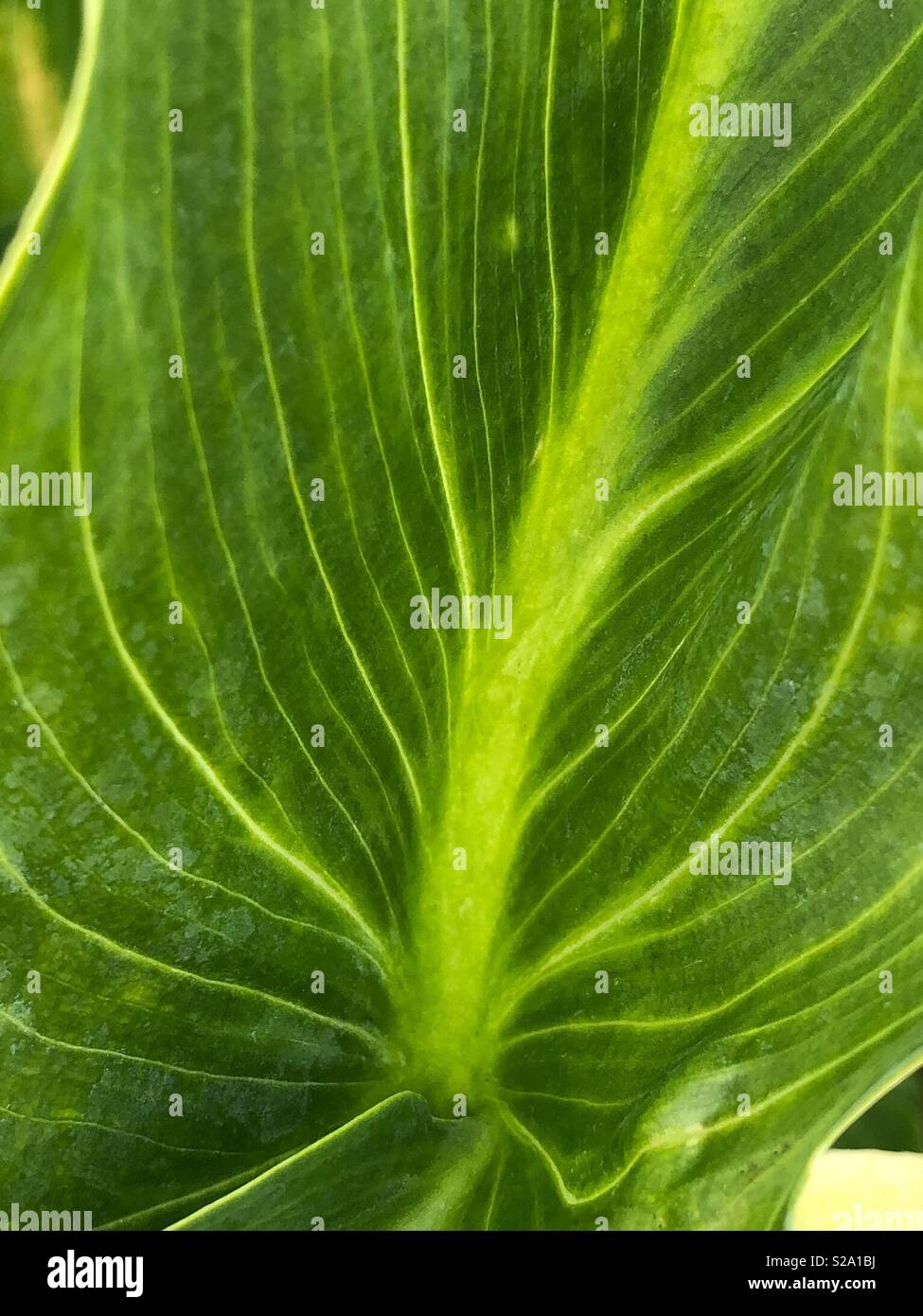 Fresh green leaf close up showing veins Stock Photo