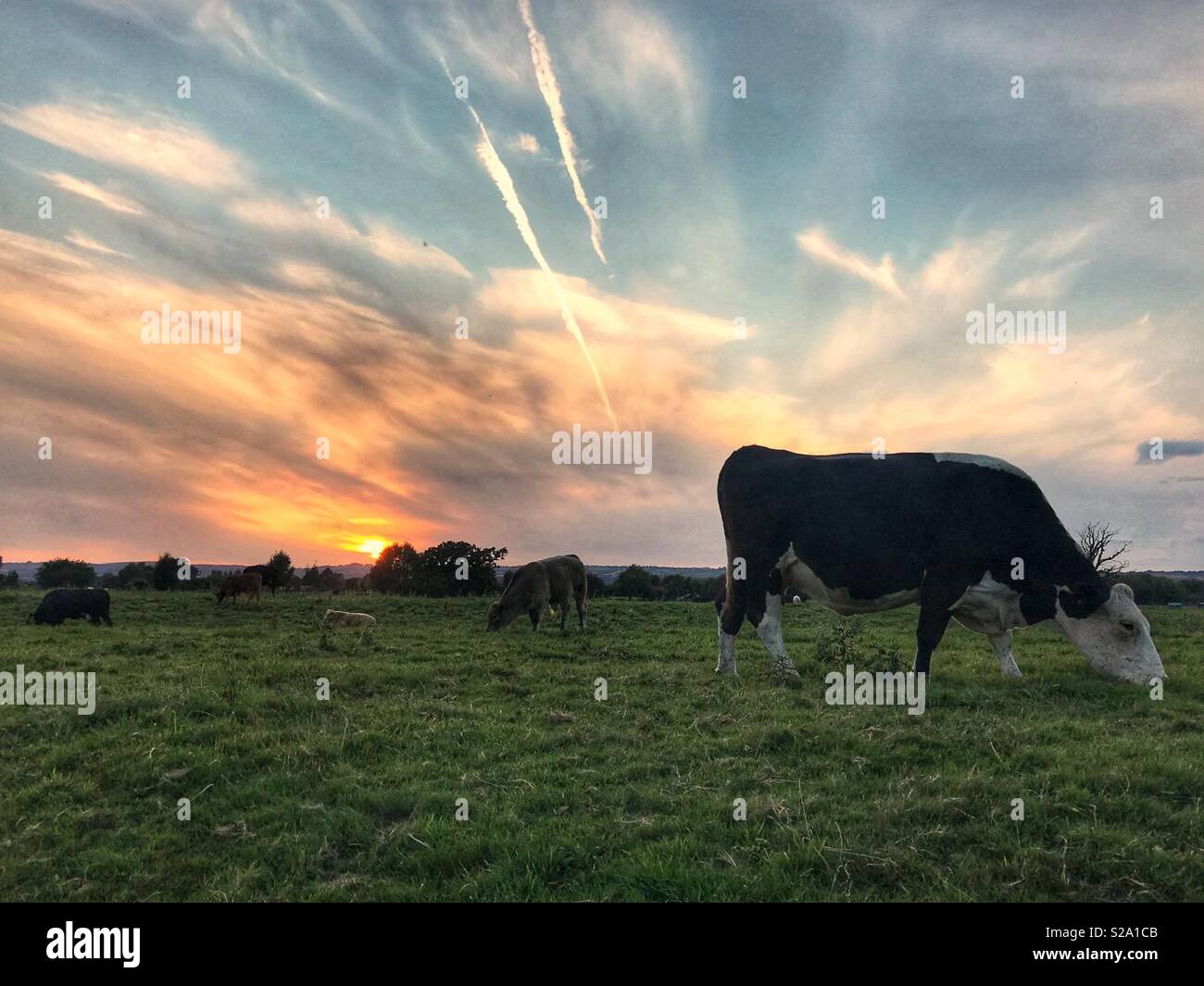 Cows grazing at sunset - Smartphone Captured Stock Image