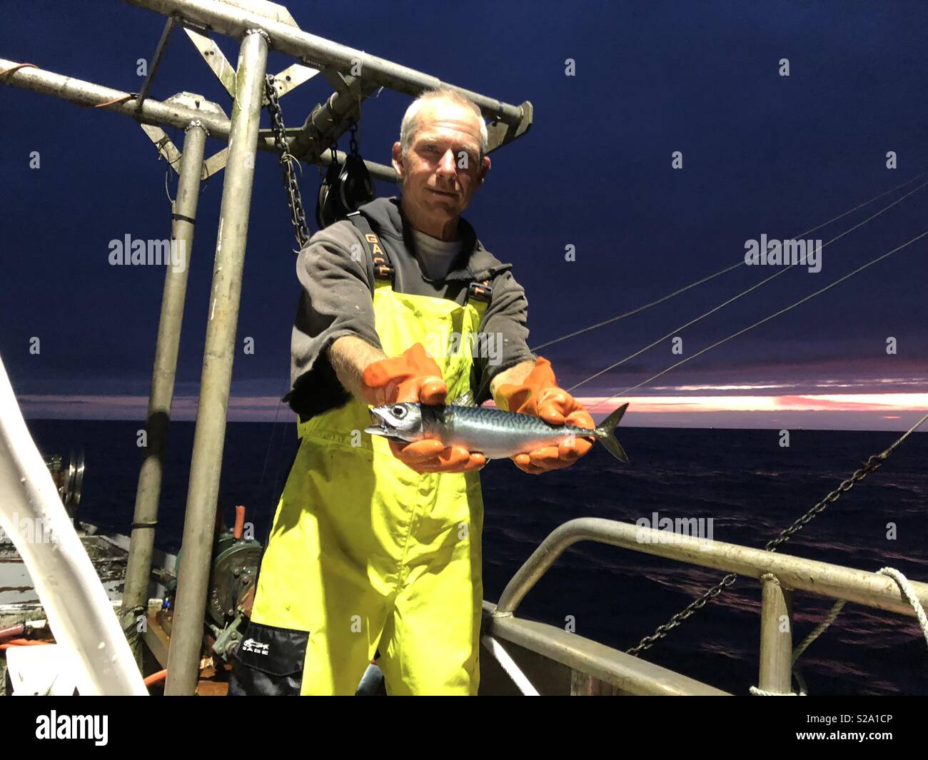 Handsome senior male commercial salmon fisherman displays small mackerel fish ironically as the