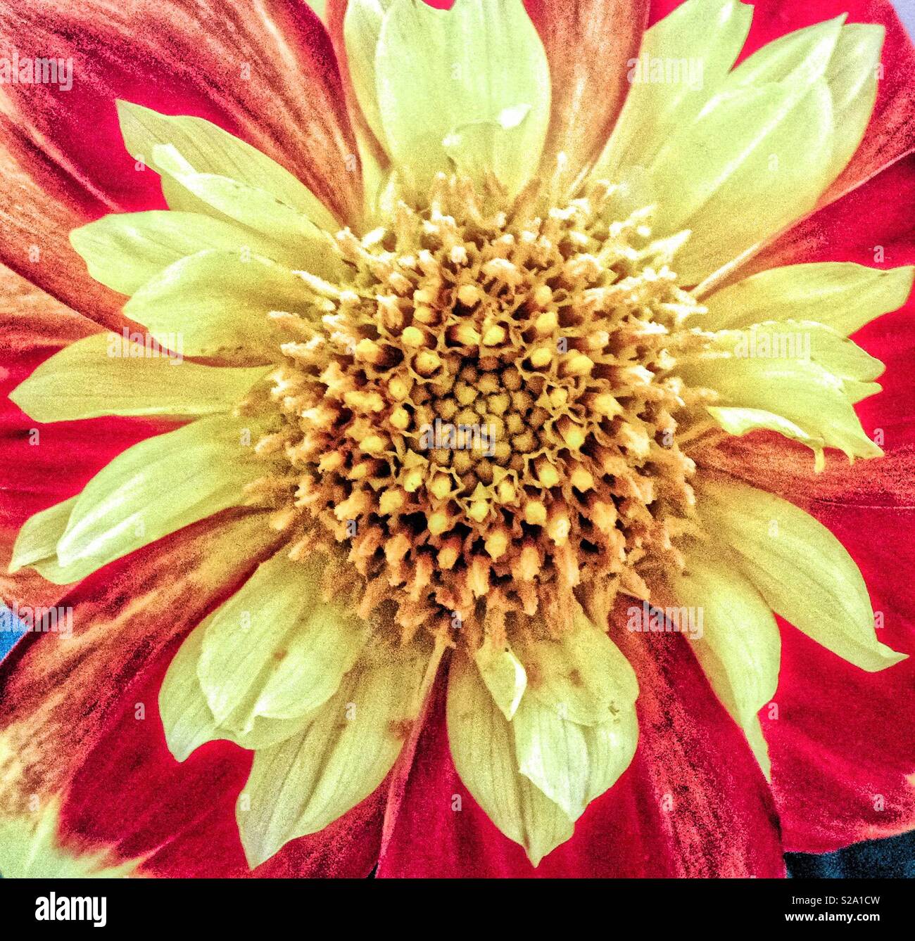 Flower Close-up - Smartphone Captured Stock Image