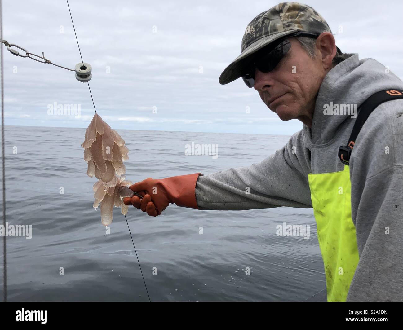 Handsome senior commercial fishing displays a line filled with pyrosomes, a jelly-like tubular invertebrate causing havoc to fisheries on the North Pacific Ocean in unprecedented numbers. Stock Photo