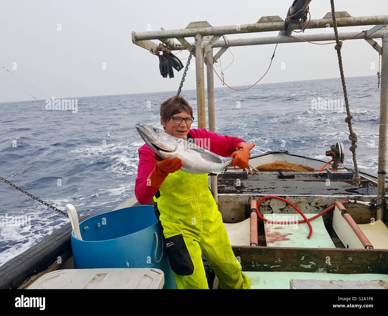 Female commercial fishing deckhand lands an albacore tuna on deck of an historic wooden fishing vessel. Stock Photo