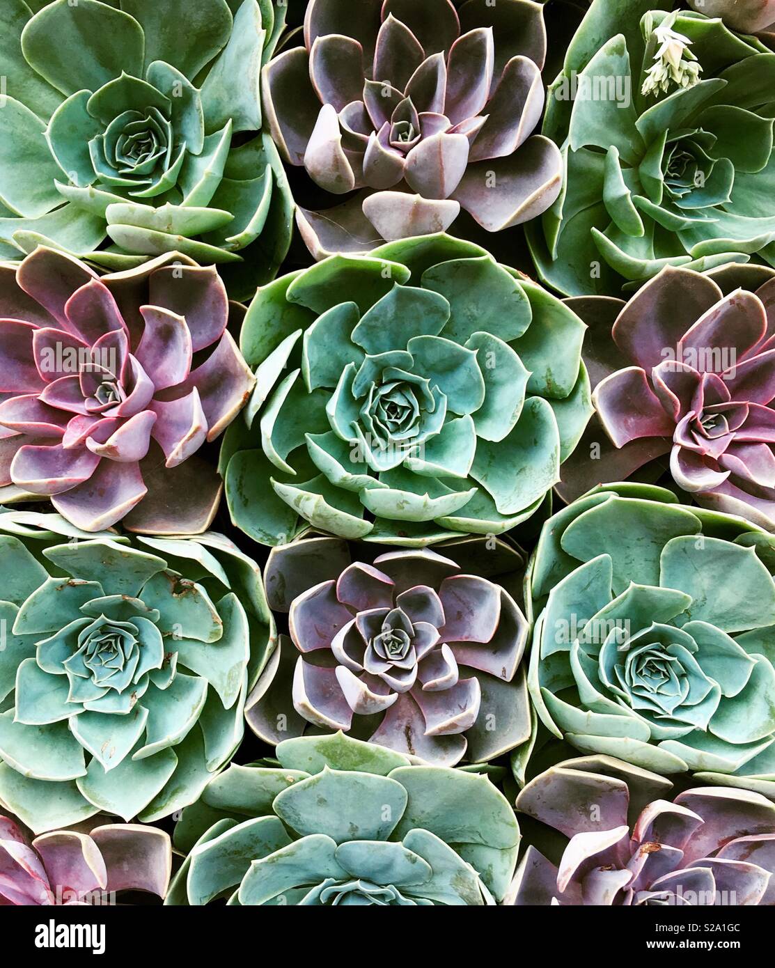 Colours, succulent, purple, turquoise,teal, backgrounds, flower, floral, plant, cacti, cactus Stock Photo