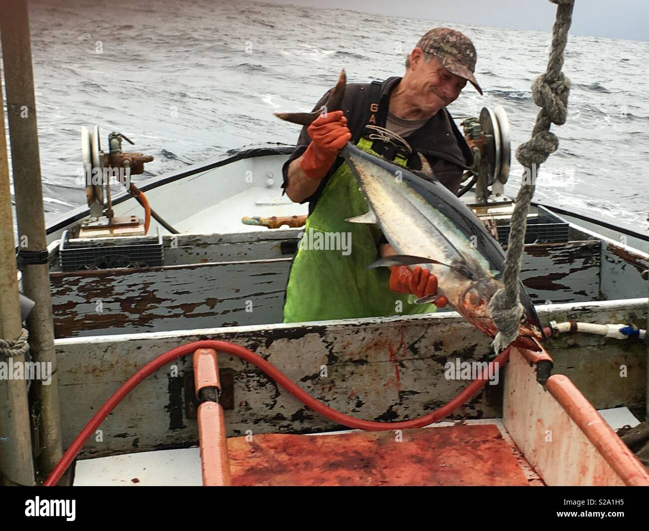Handsome senior male commercial fisherman lands albacore tuna in the North Pacific Ocean 100 miles off the Oregon Coast. Stock Photo