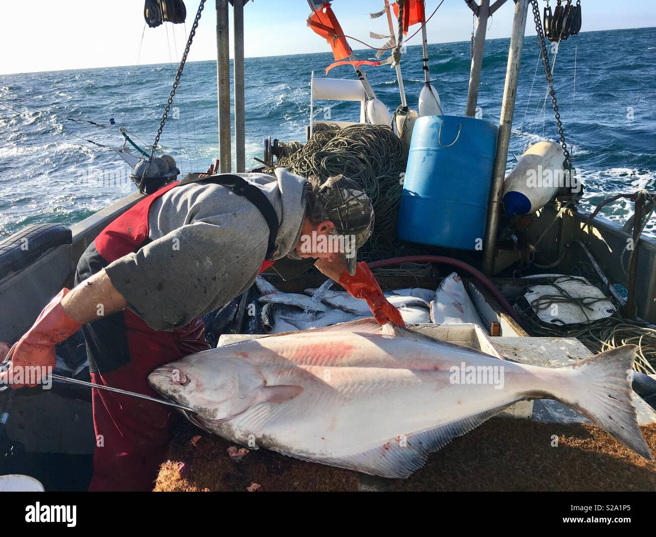 Giant halibut hires stock photography and images Alamy