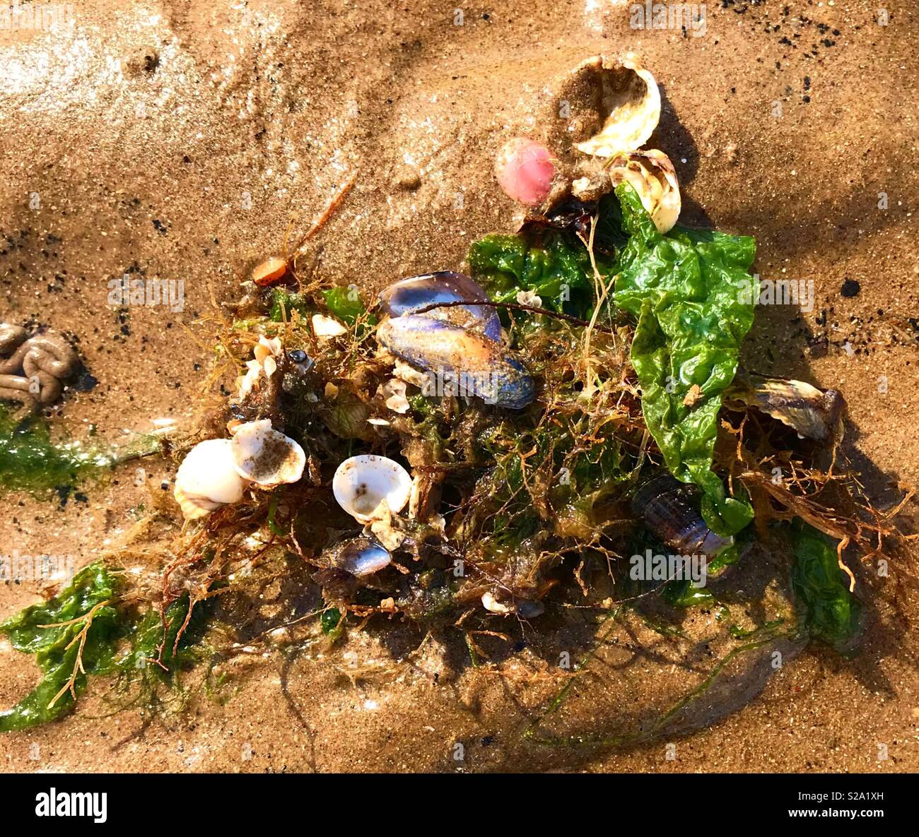 Mytilus etilus hires stock photography and images Alamy