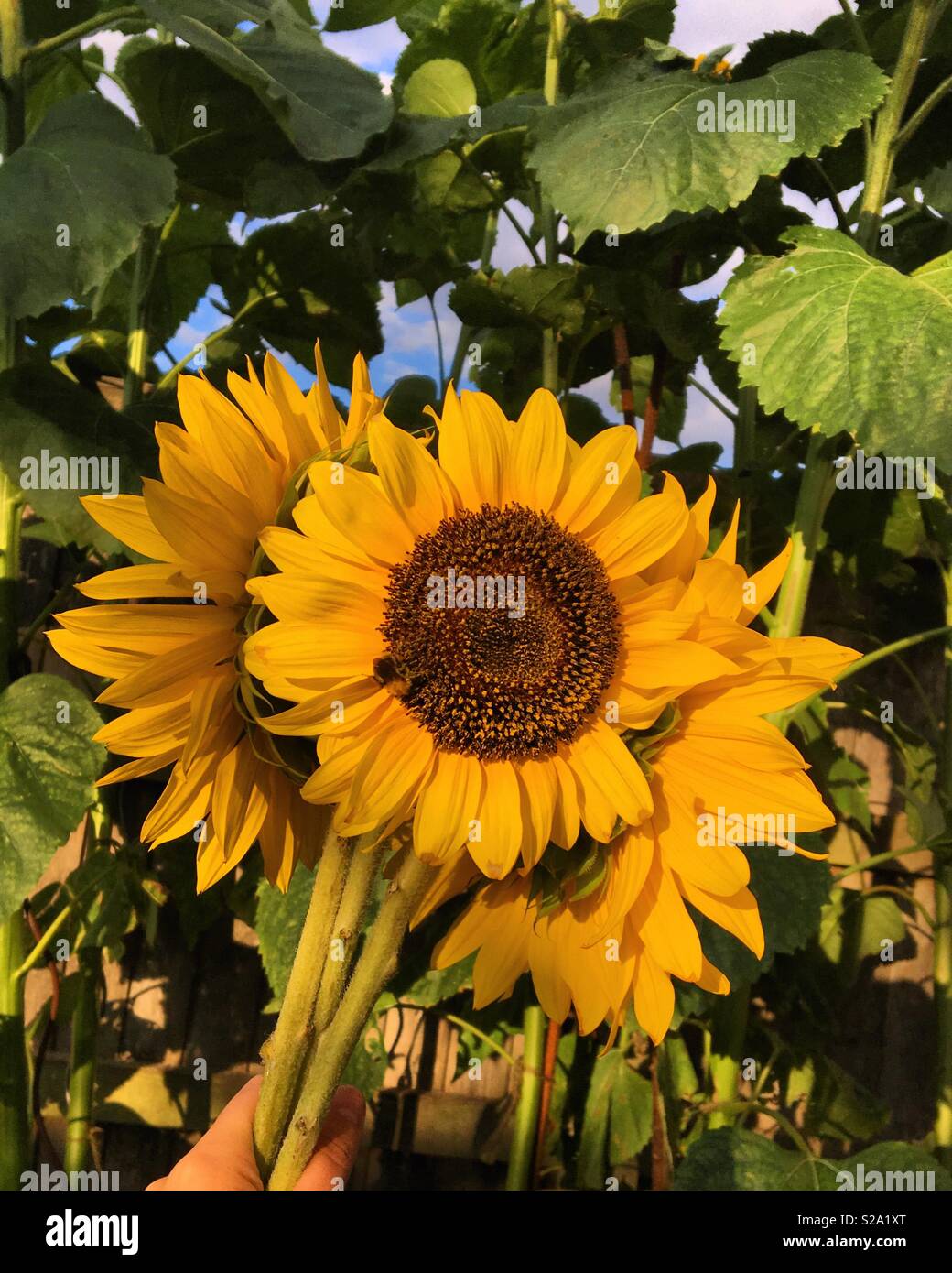 Freshly picked sunflowers Stock Photo Alamy