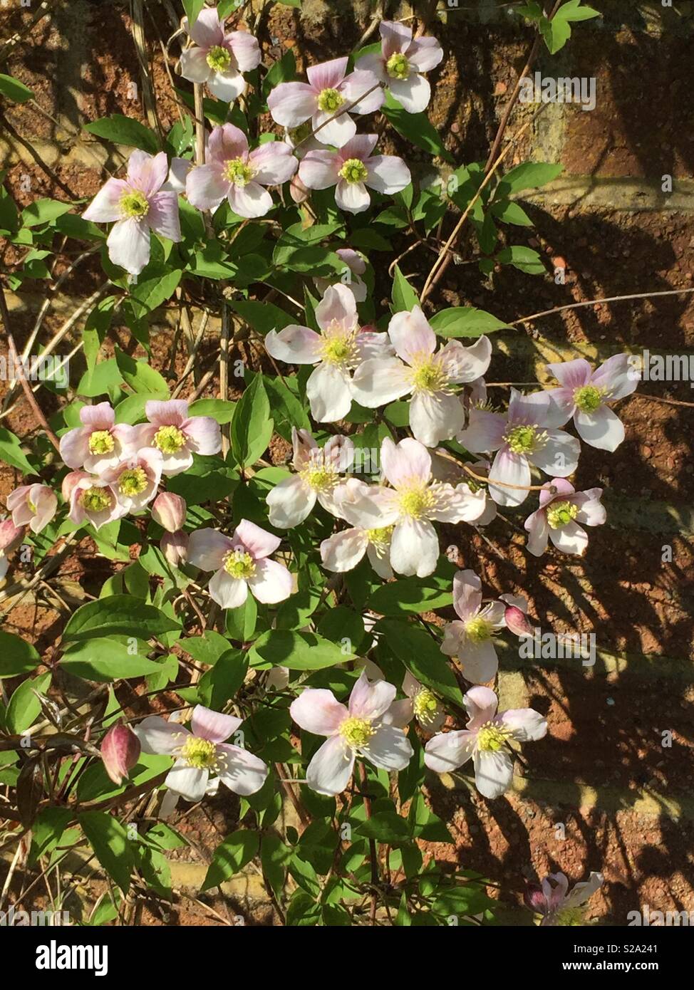 Clematis on garden wall climbing flowers Stock Photo Alamy