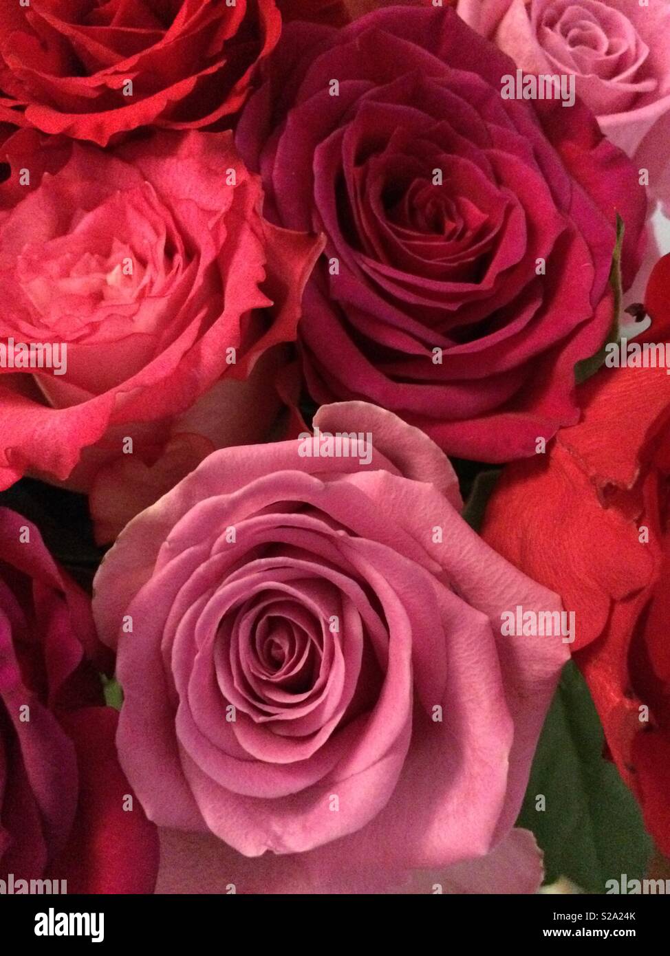 Roses love pink red bouquet romantic Stock Photo - Alamy