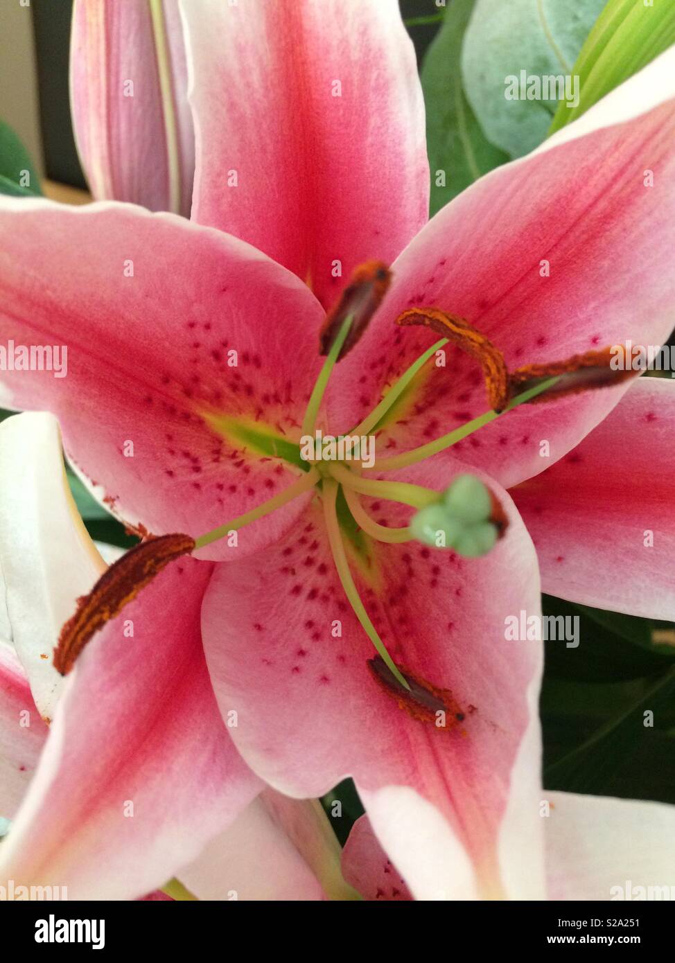 Lilly pink tropical flower Stock Photo - Alamy