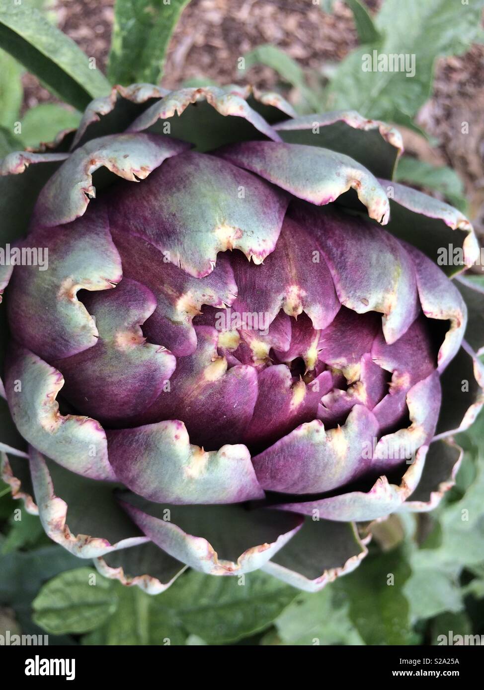 Artichoke close up flower head purple spikey macro Stock Photo