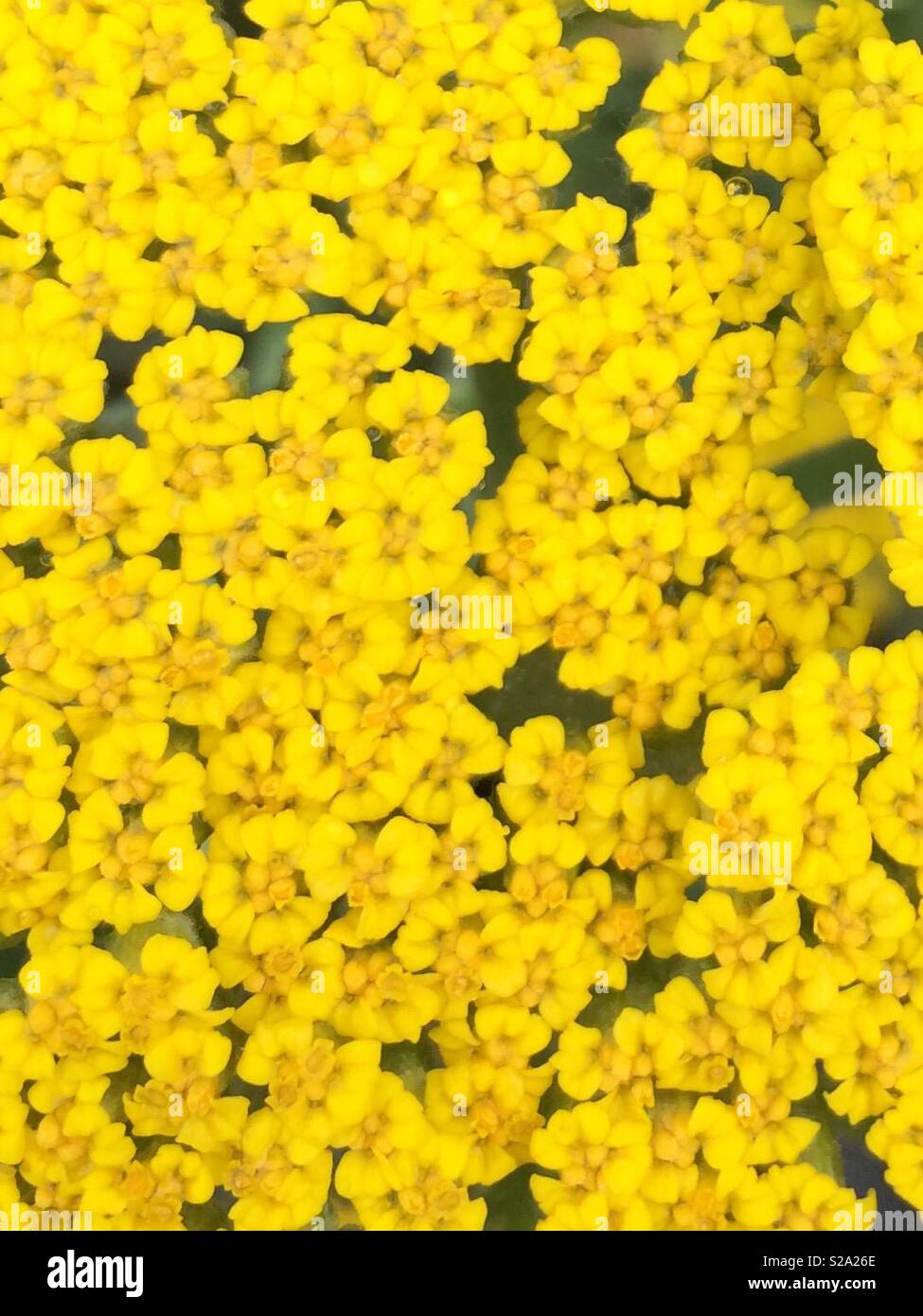 Yellow tiny flowers macro gardening horticulture summertime yellow Stock Photo