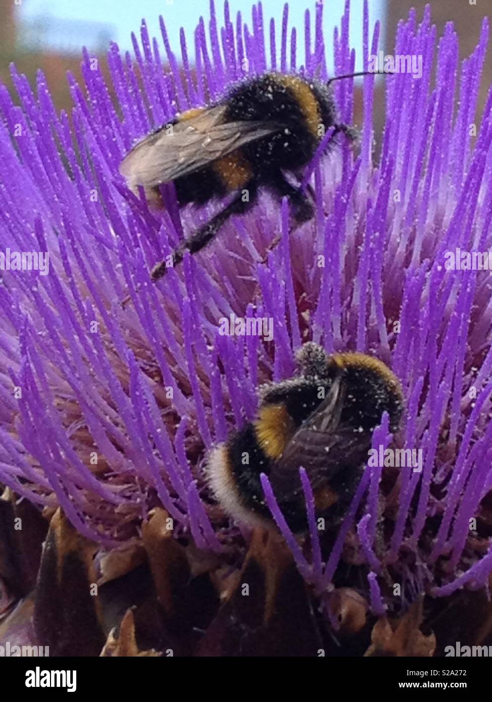 British bees pollinating purple flower gardening summertime Stock Photo