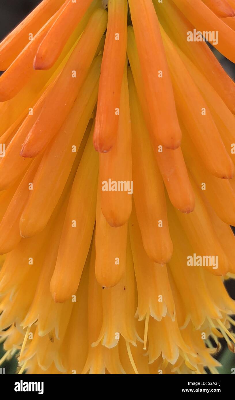 Bright orange petals of Kniphofia or Red hot poker flower, variety Mango popsicle Stock Photo