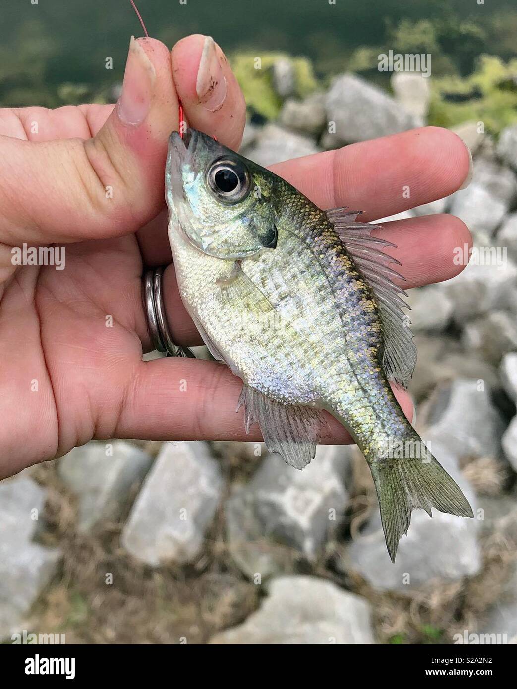 Person holding a baby bluegill fish caught on a pole with the hook still in its mouth also known as a bream, brim, sun fish or copper nose. Stock Photo