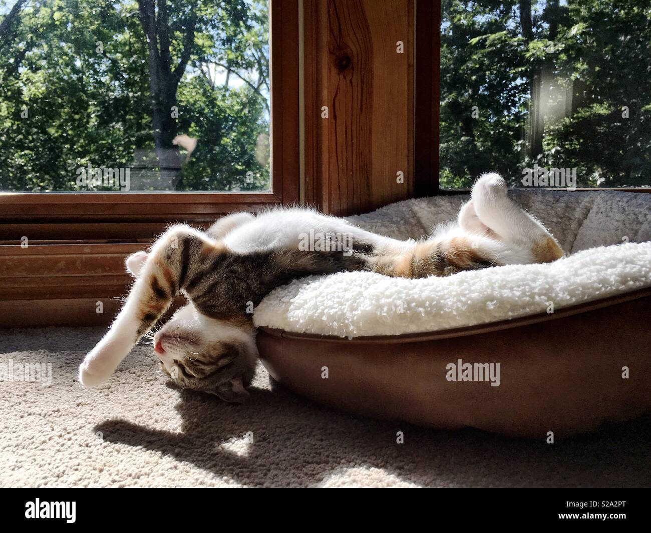 Silly kitten stretching Stock Photo