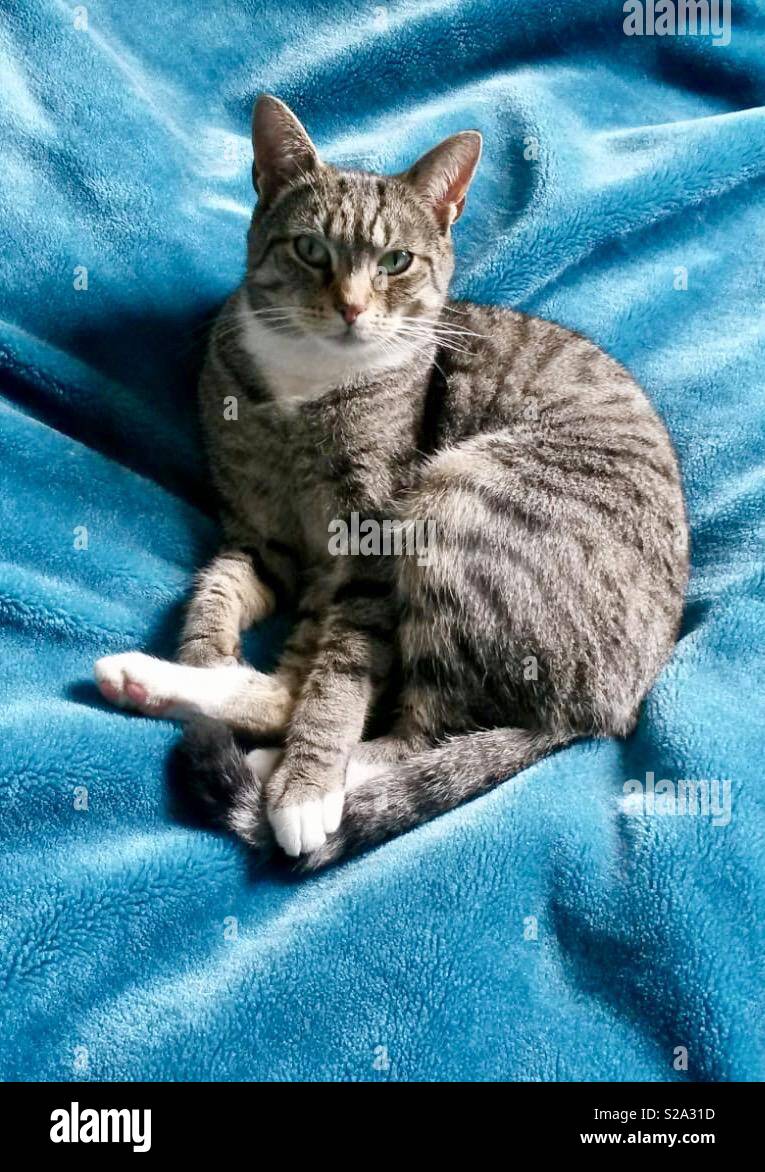 Tabbycat with white chest and paws - Smartphone Captured Stock Image