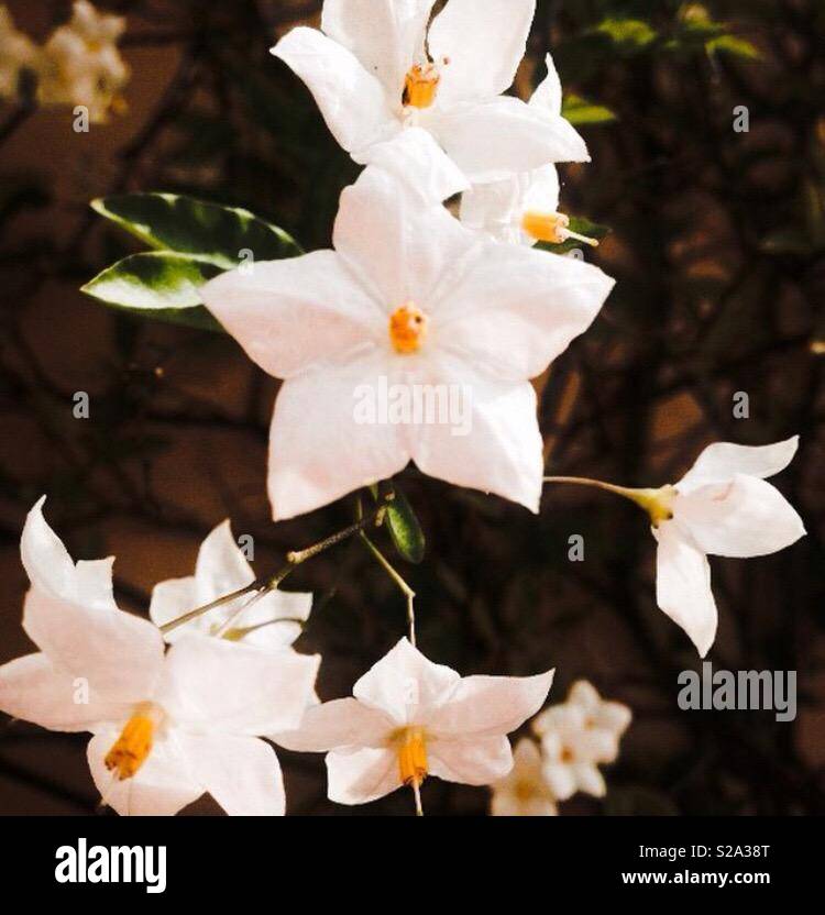 My Image 28