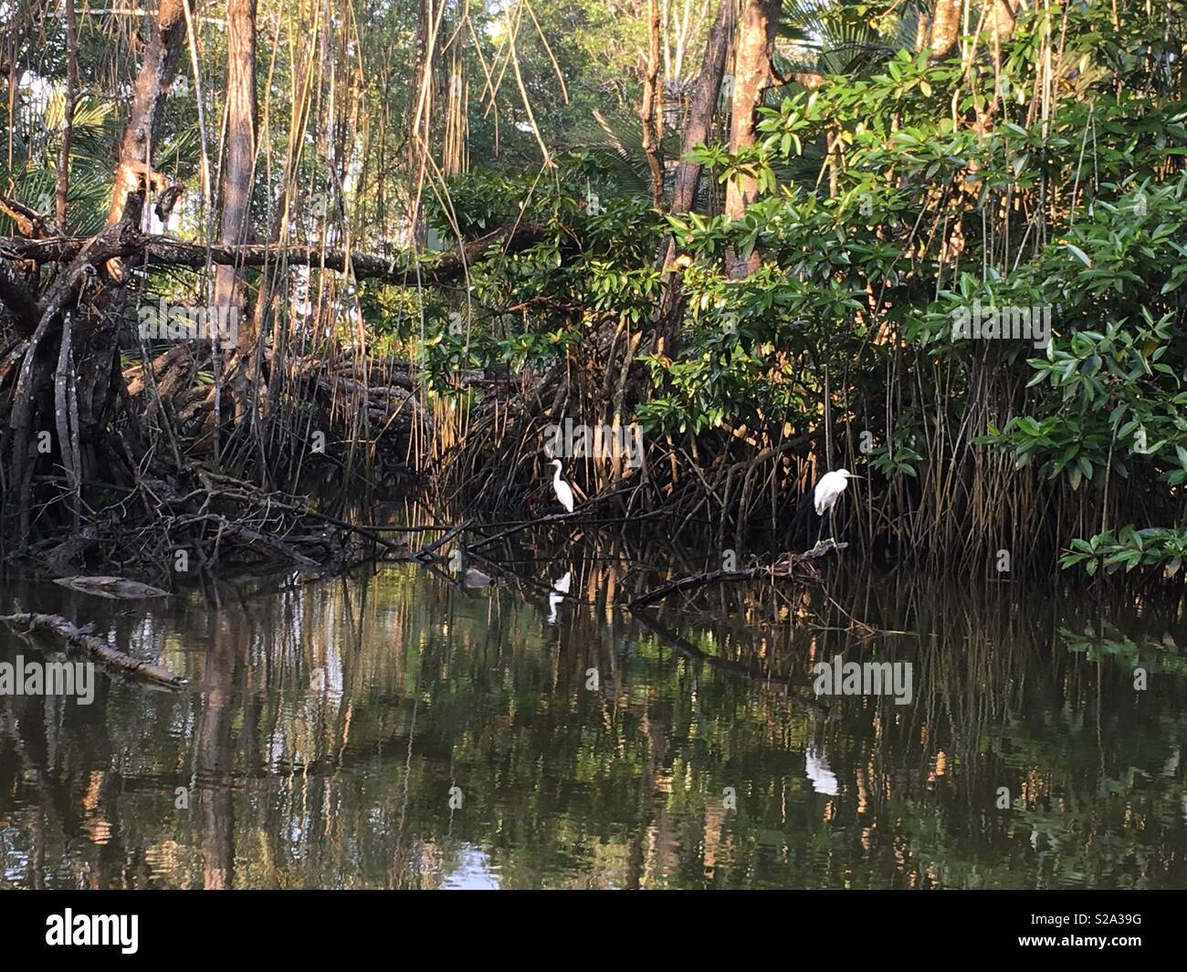 Jungle birds hires stock photography and images Alamy