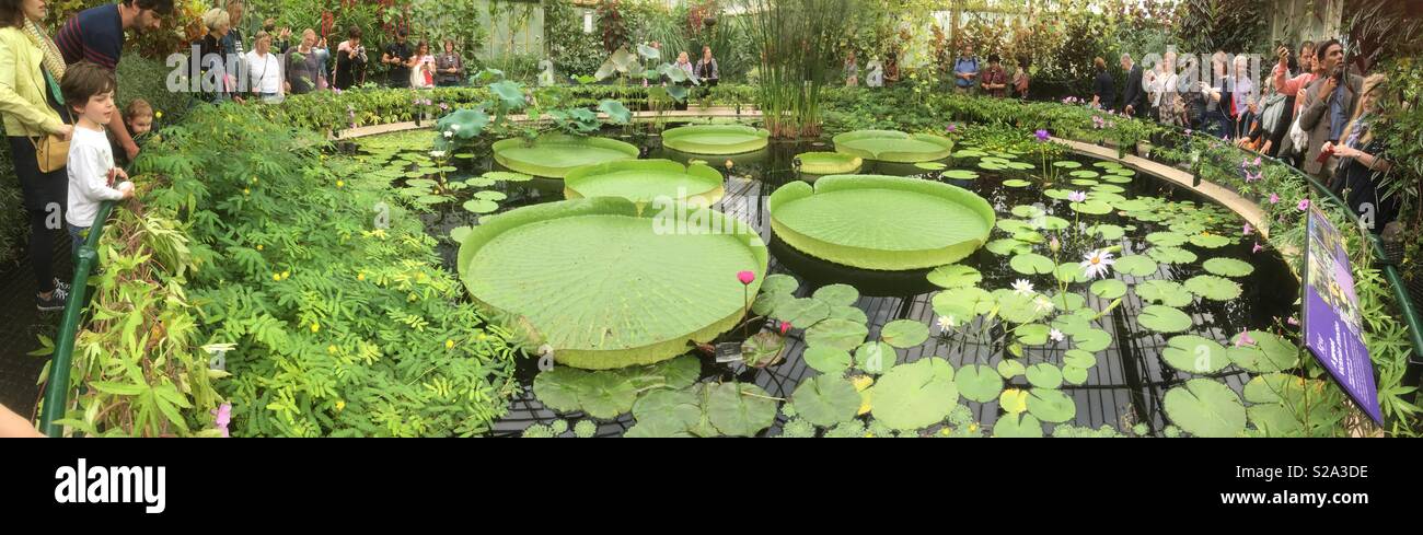 The waterlily house with giant waterlilies in the Royal Botanic Gardens at Kew Garden s, London. UK - Smartphone Captured Stock Image