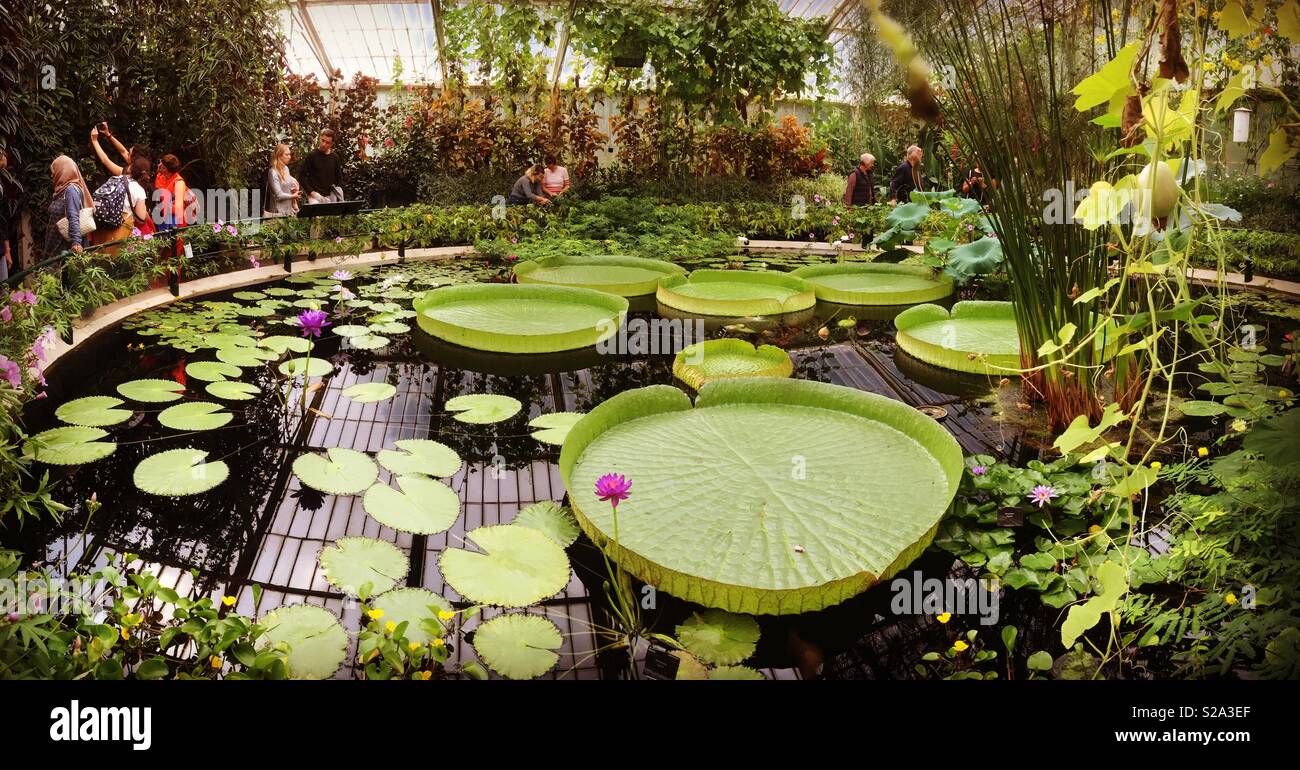 The waterlily house with giant waterlilies in the Royal Botanical Gardens at Kew Garden s, London. UK Stock Photo