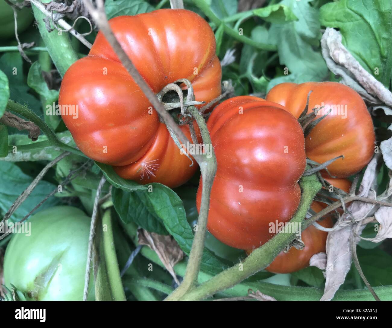 Beefsteak tomatoes hires stock photography and images Alamy