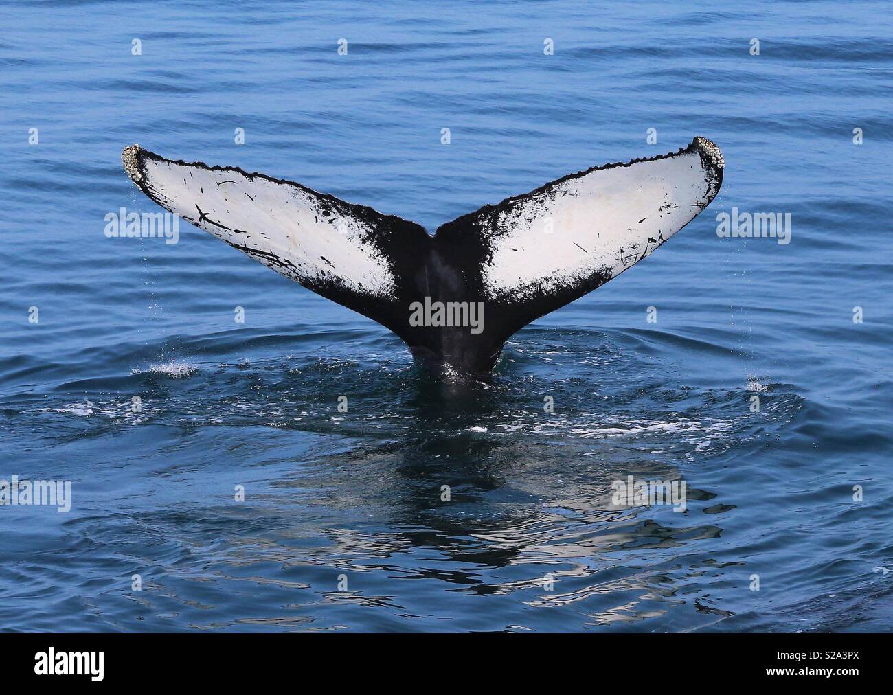 Humpback Whale Fluke - Smartphone Captured Stock Image