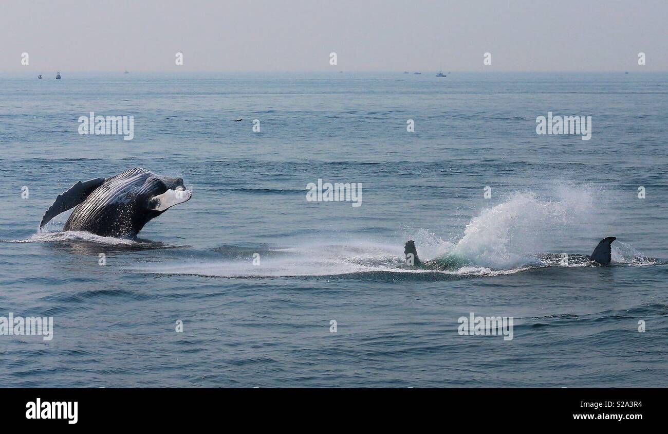 Humpback Whales Breaching - Smartphone Captured Stock Image