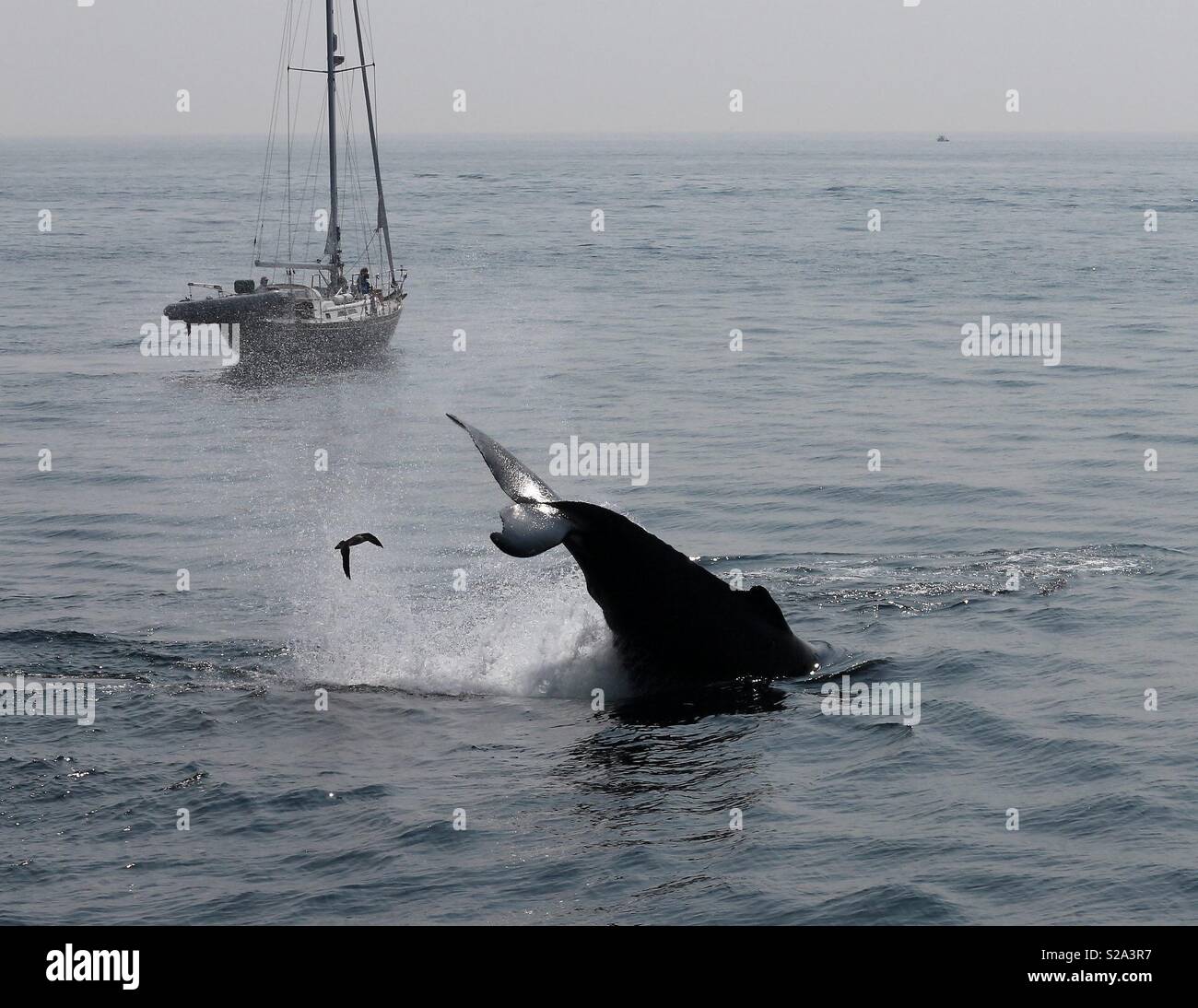 Humpback Whale Breaching - Smartphone Captured Stock Image