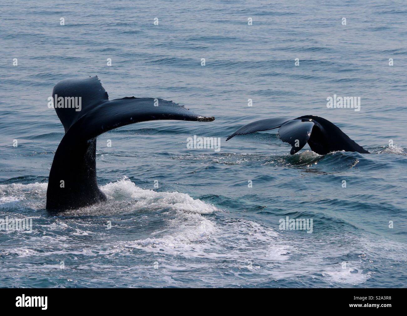 2 Humpback Whales Flukes - Smartphone Captured Stock Image