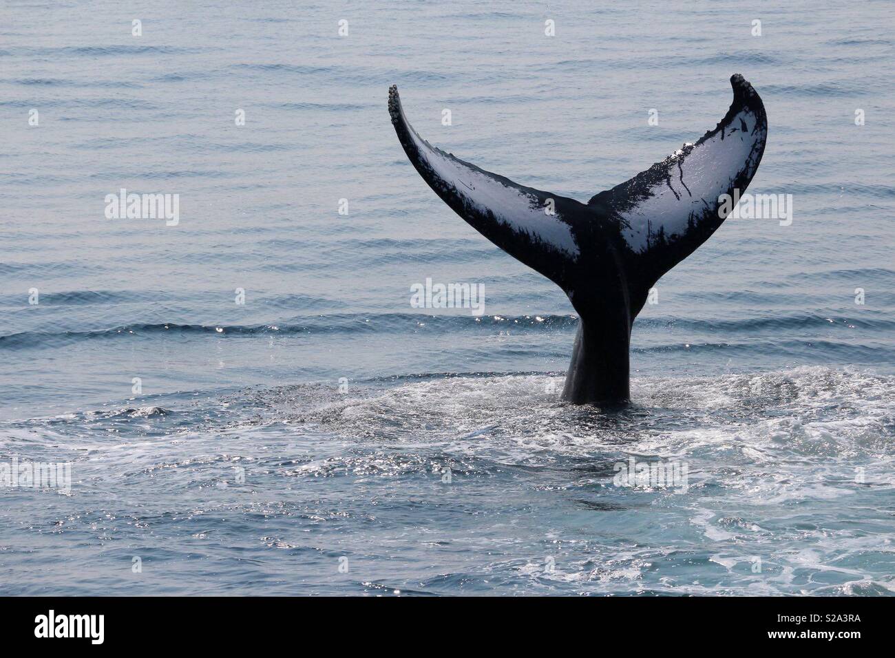 Humpback Whale Fluke - Smartphone Captured Stock Image