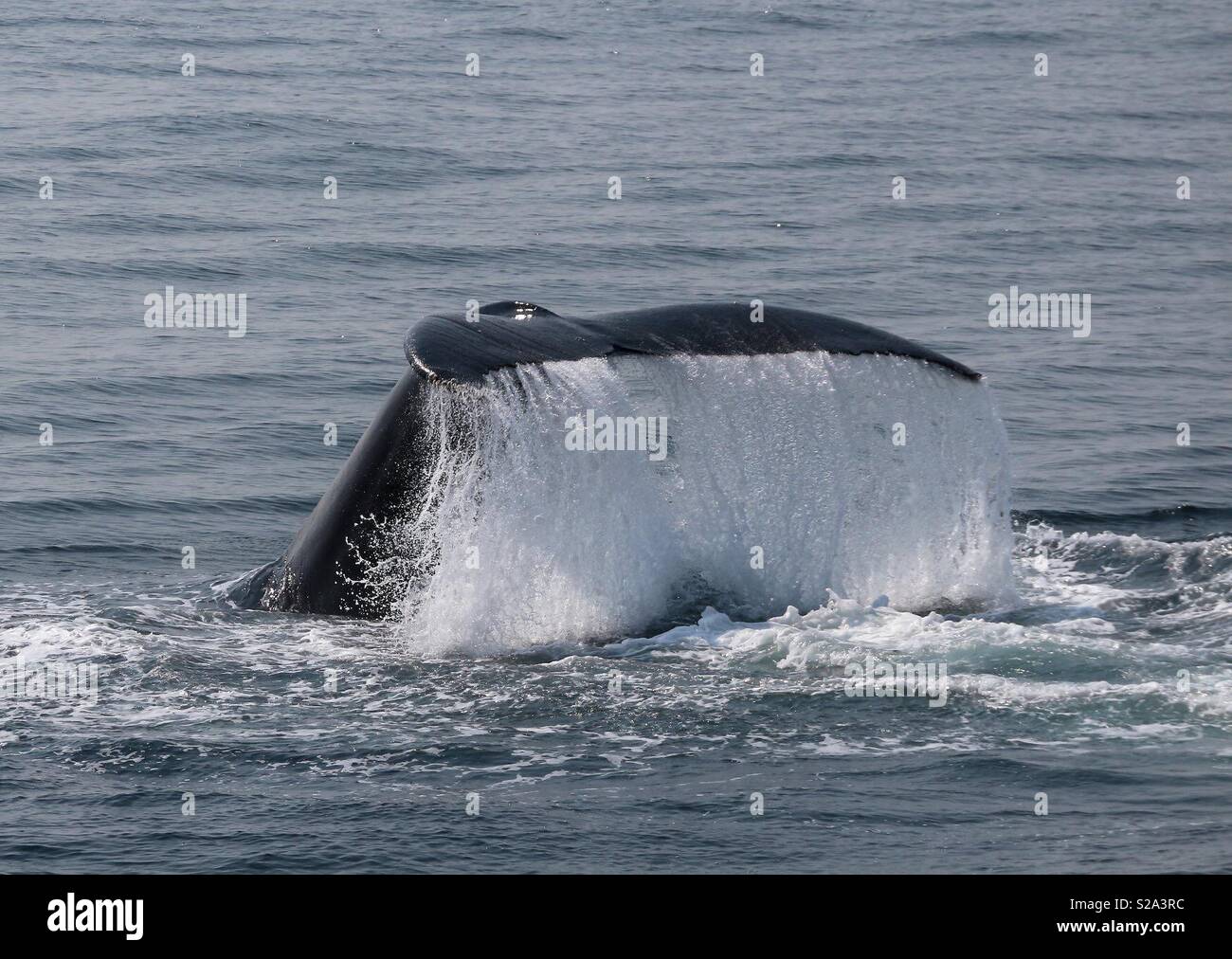 Humpback Whale Splashing - Smartphone Captured Stock Image