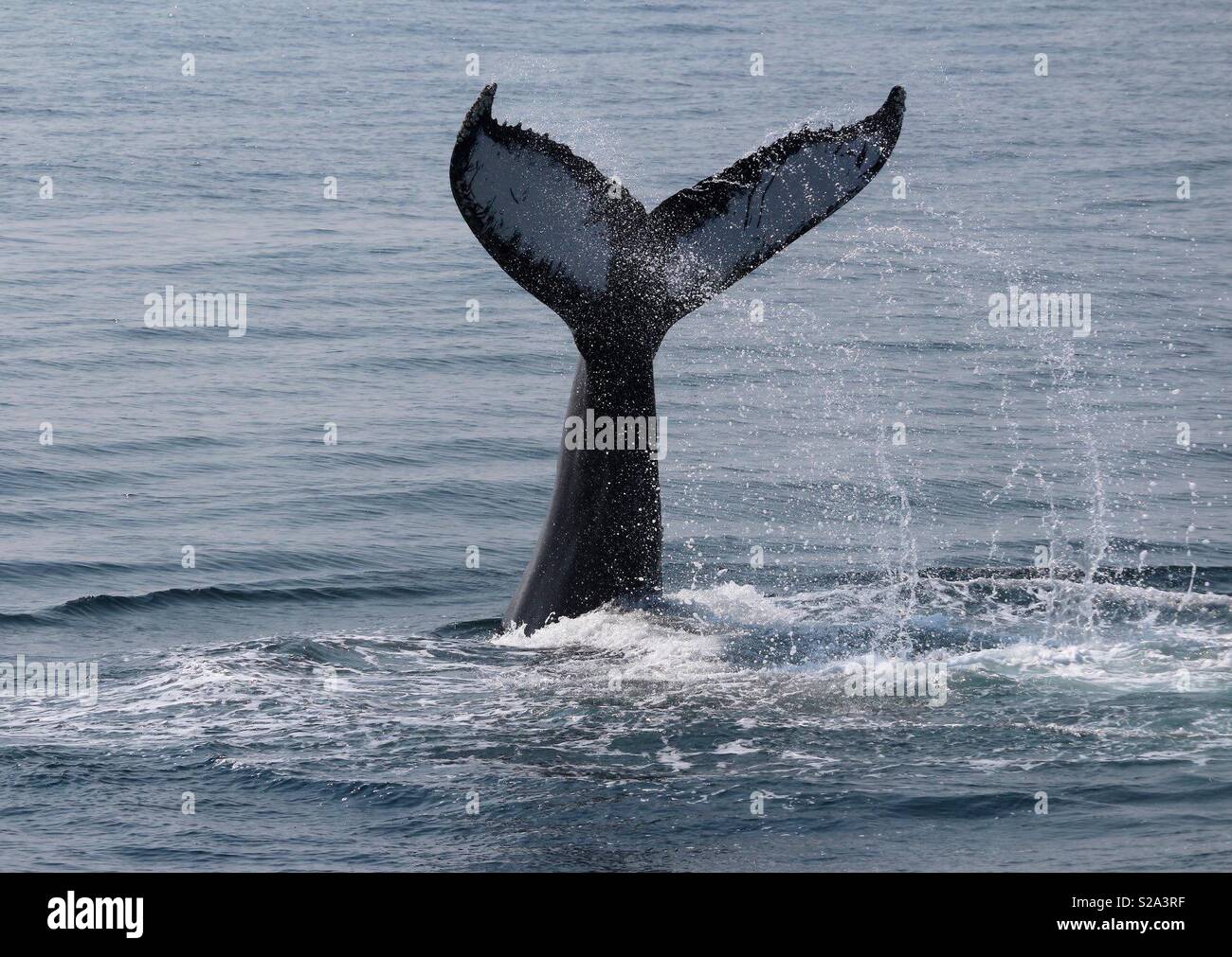 Humpback Whale Fluke - Smartphone Captured Stock Image
