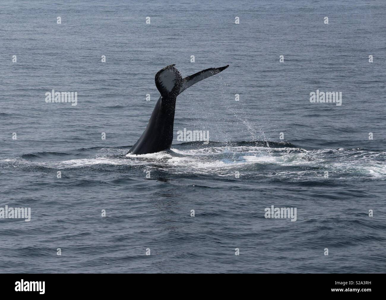 Humpback Whale Fluke - Smartphone Captured Stock Image