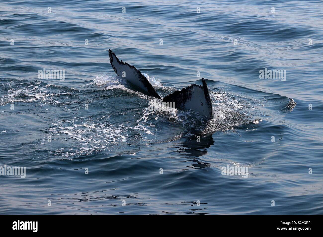 Disappearing Whale Fluke - Smartphone Captured Stock Image