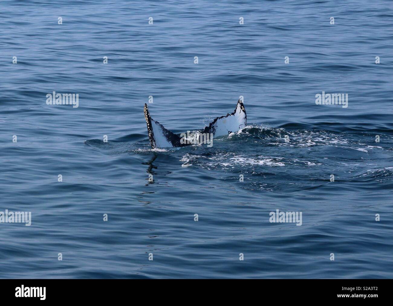 Disappearing Whale Tail - Smartphone Captured Stock Image