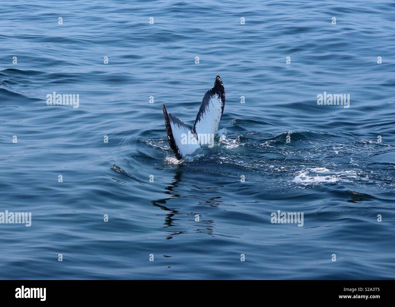 Disappearing Whale Tail - Smartphone Captured Stock Image