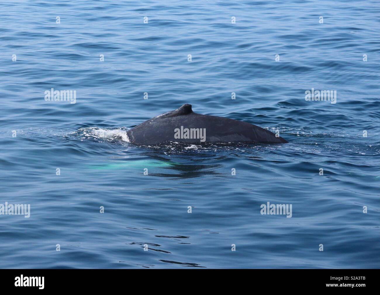 Humpback Whale Hump - Smartphone Captured Stock Image