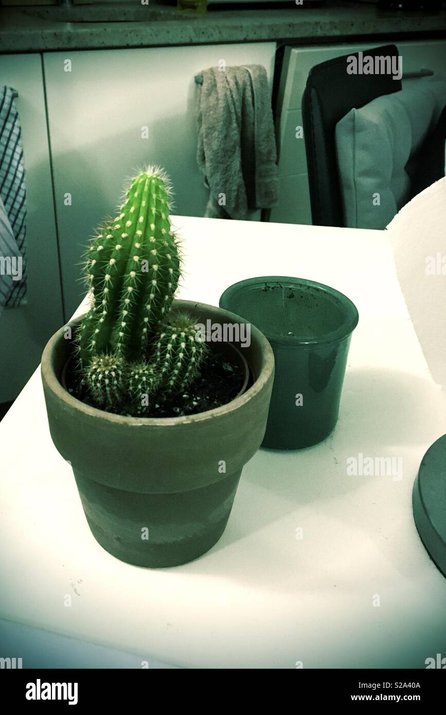 Cactus on table in pot with empty pot in background and new growth and baby cacti Stock Photo