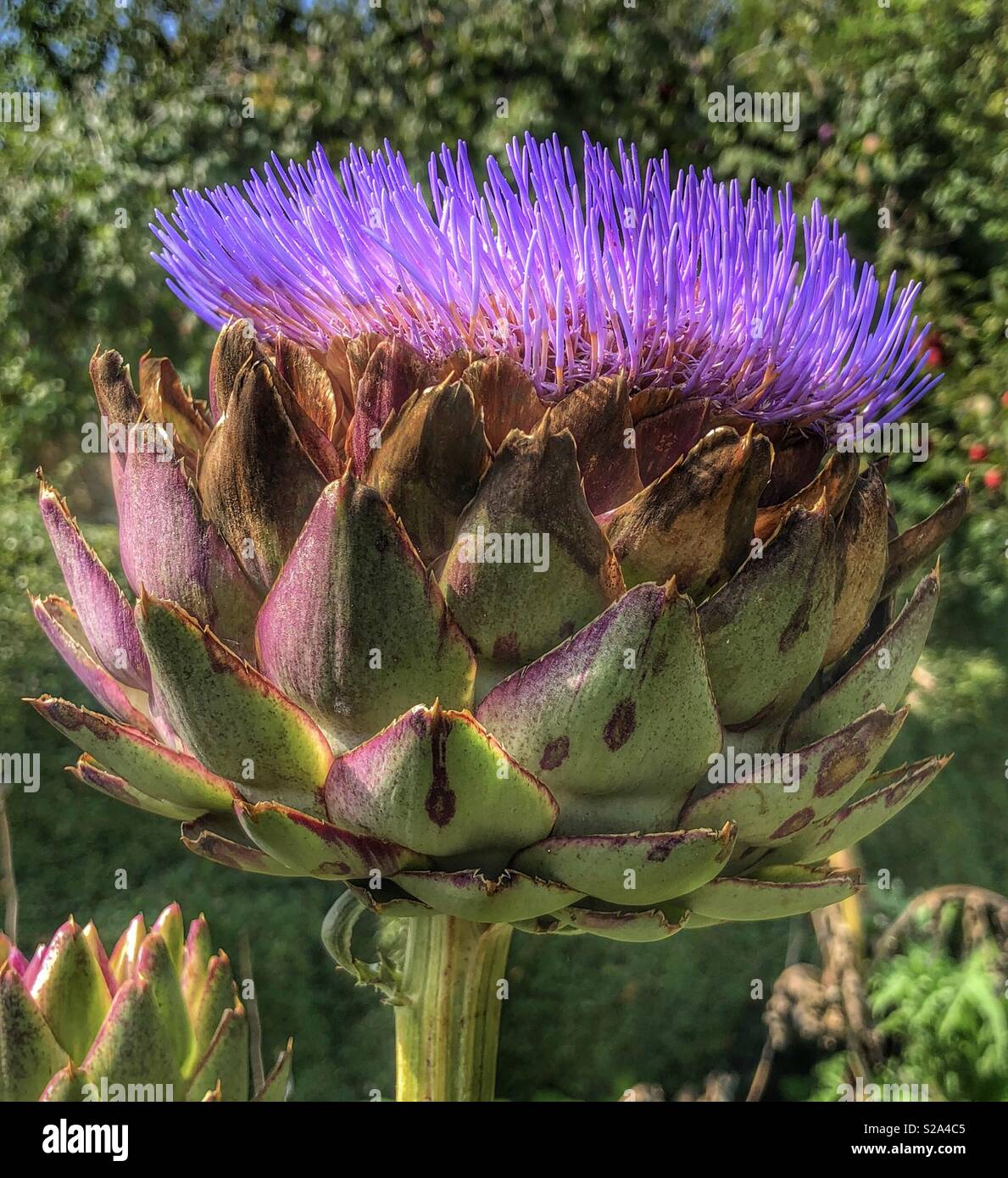 Globe Artichoke flower (Cynara scolymus Stock Photo Alamy