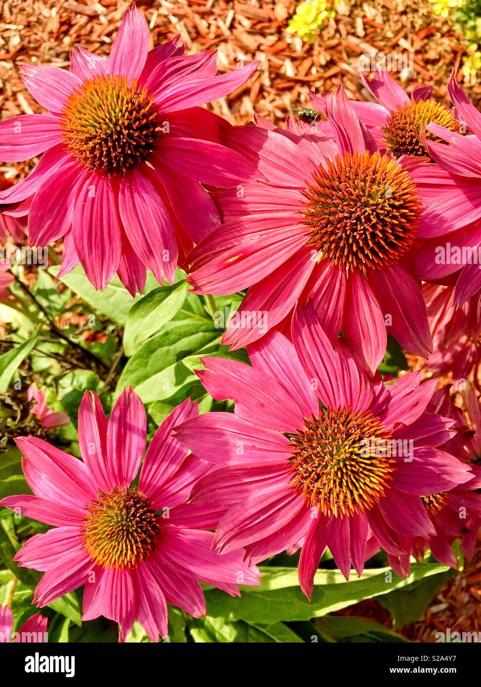 Pink coneflowers in summer garden - Smartphone Captured Stock Image